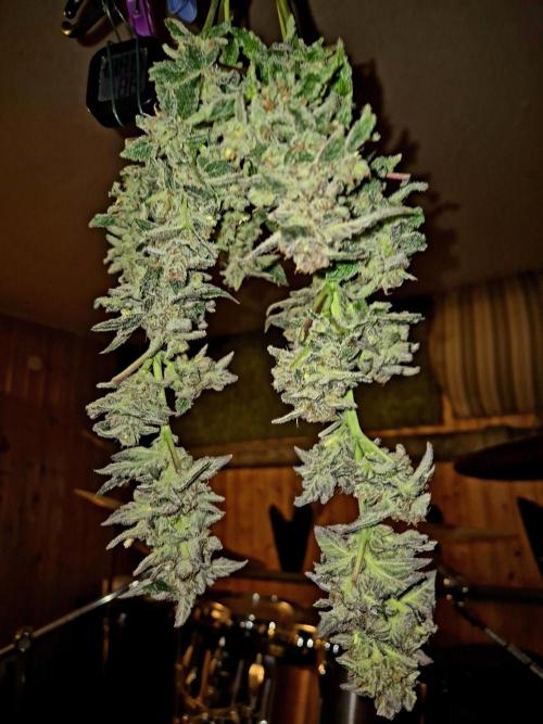 Rainbow Hitter. Week 17