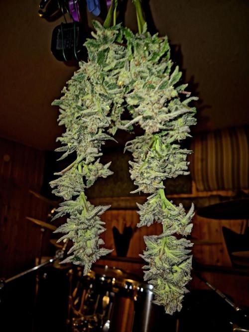 Rainbow Hitter. Week 17