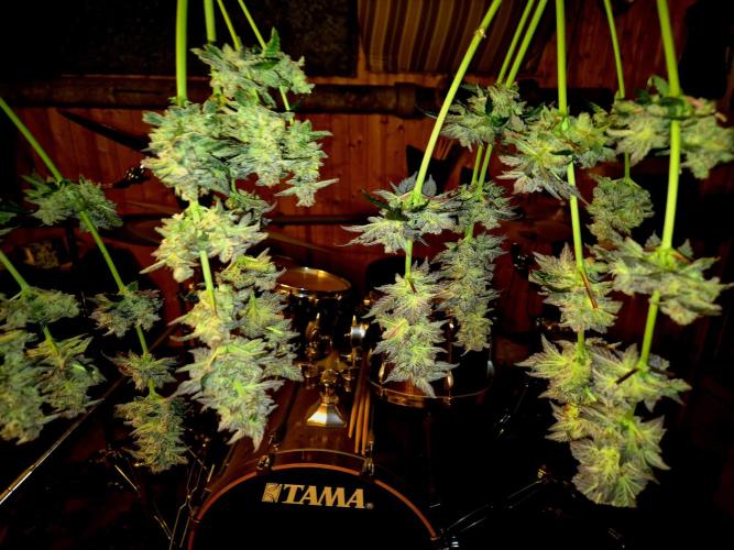 Rainbow Hitter. Week 17