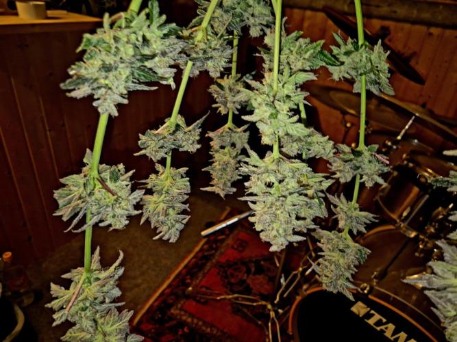 Rainbow Hitter. Week 17
