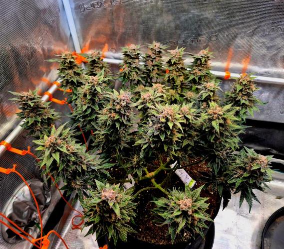 F026 - The Tropical Ice Cream One (USA). Week 16