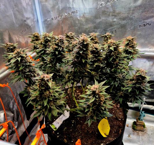 F026 - The Tropical Ice Cream One (USA). Week 16