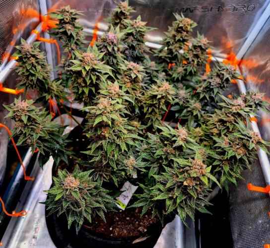 F026 - The Tropical Ice Cream One (USA). Week 16