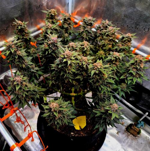 F026 - The Tropical Ice Cream One (USA). Week 16