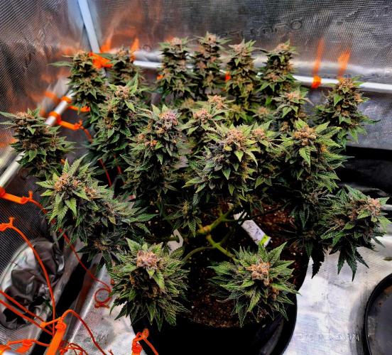 F026 - The Tropical Ice Cream One (USA). Week 16