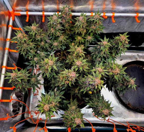 F026 - The Tropical Ice Cream One (USA). Week 16