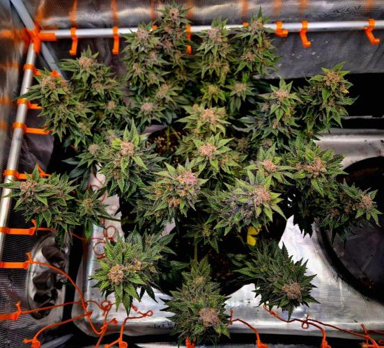 F026 - The Tropical Ice Cream One (USA). Week 16
