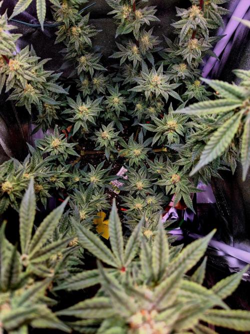 F027 - The Gassy one (USA Genetic '26). Week 13