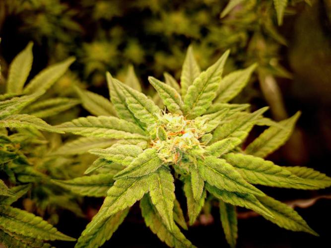 F027 - The Gassy one (USA Genetic '26). Week 13