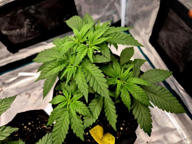 Mental Rainbow (CCG) Sweet Seeds. Week 4