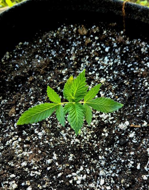 Tropicana Cookies Auto. Week 2