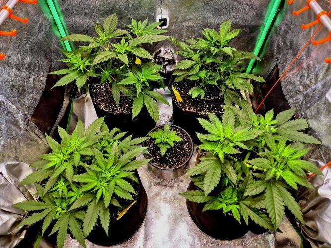 Wedding Cake. Week 7