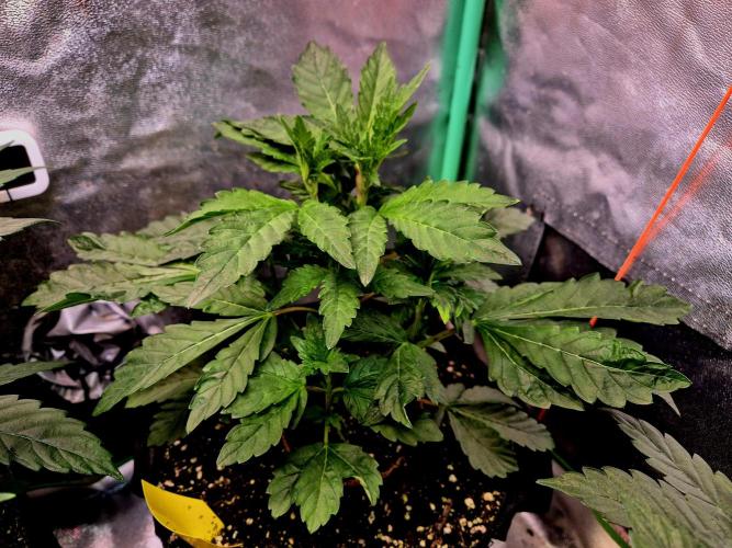 Papaya Stank (Elfi). Week 7