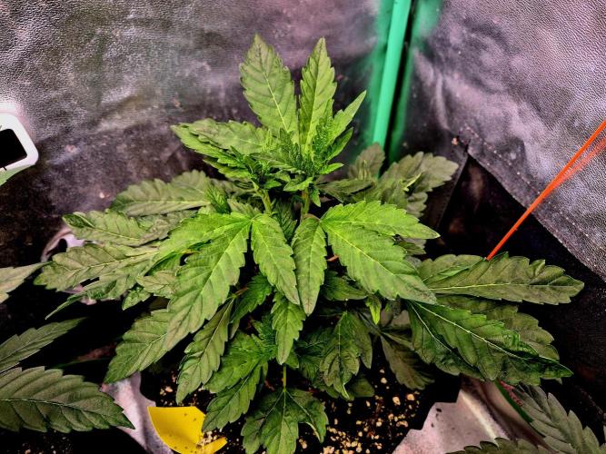 Papaya Stank (Elfi). Week 7