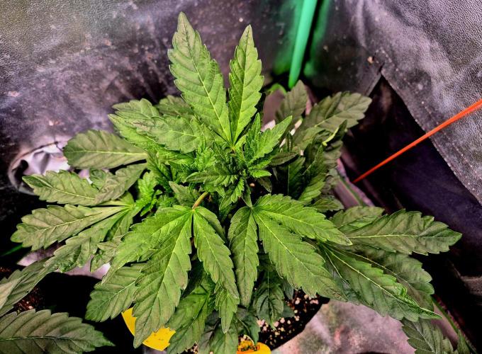 Papaya Stank (Elfi). Week 7
