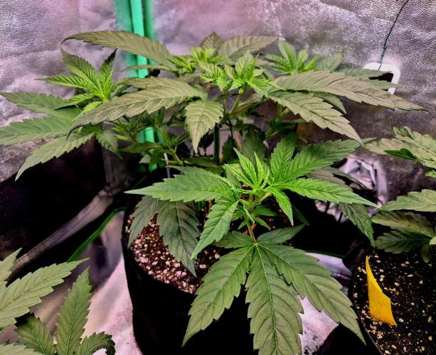 Pink Rozay Original Sensible Seeds. Week 7