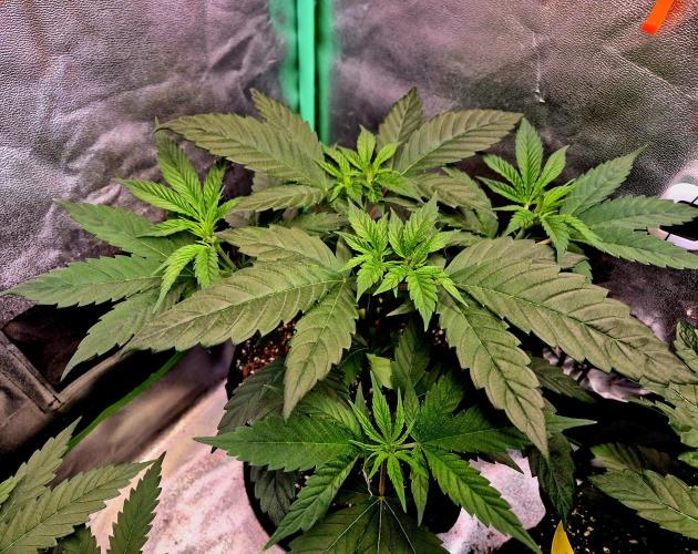 Pink Rozay Original Sensible Seeds. Week 7