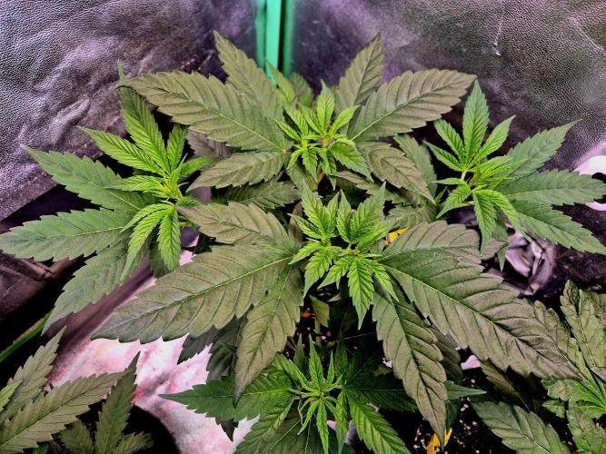 Pink Rozay Original Sensible Seeds. Week 7
