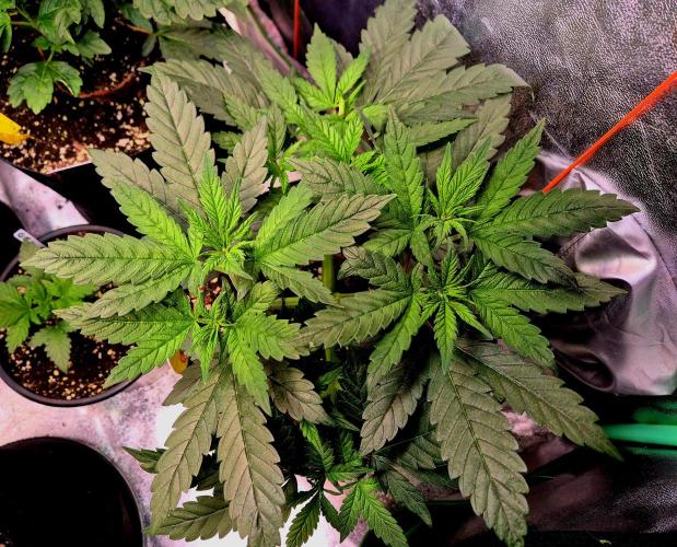 Purple overload (CCG) Sensible Seeds. Week 7