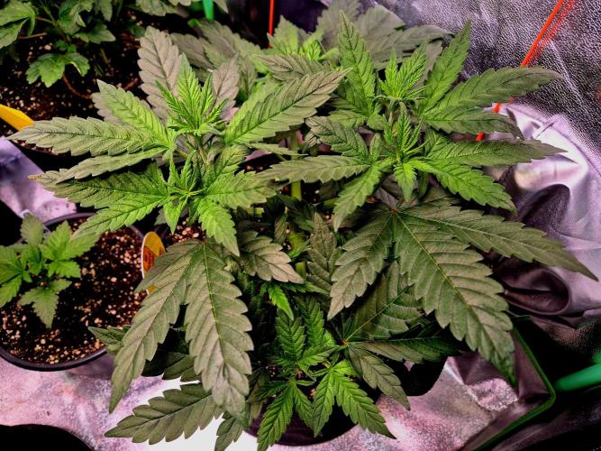 Purple overload (CCG) Sensible Seeds. Week 7