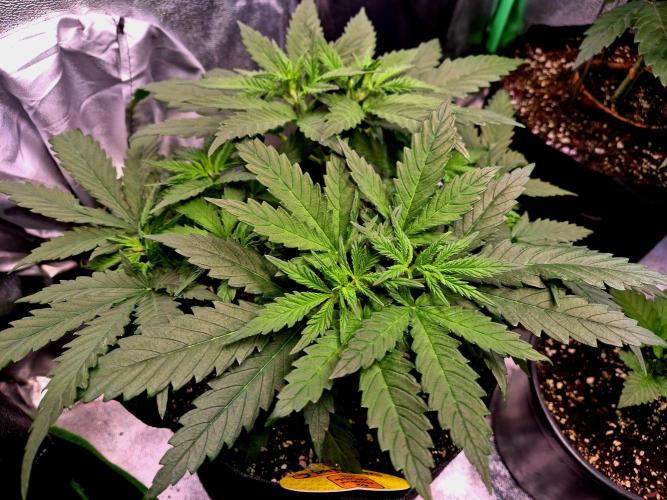 Wedding Cake (CCG) Sensible Seeds. Week 7