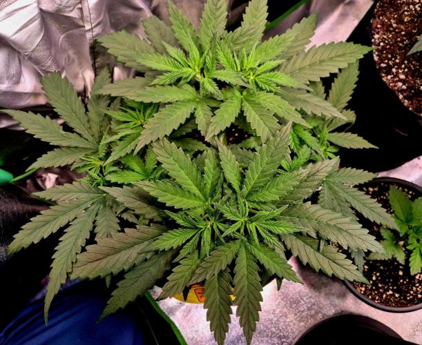 Wedding Cake (CCG) Sensible Seeds. Week 7