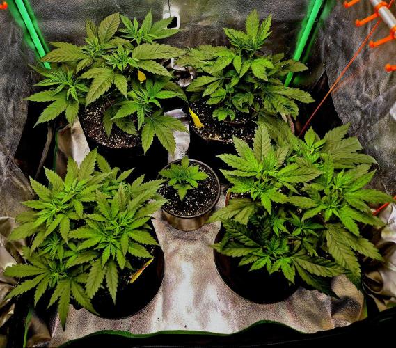 Wedding Cake. Week 7