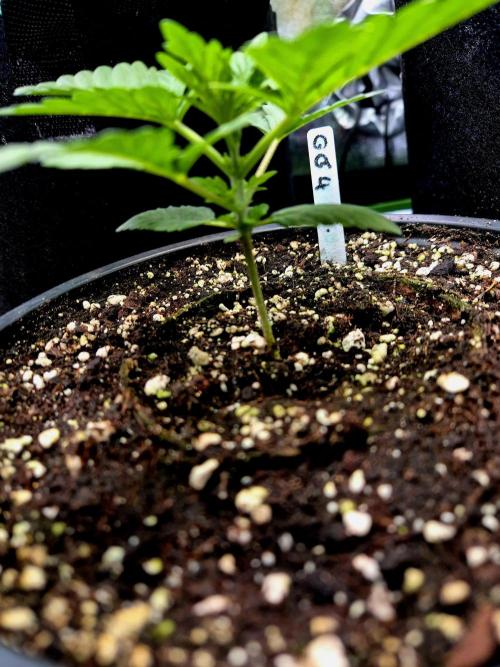 Fast buds (mini grow). Week 3