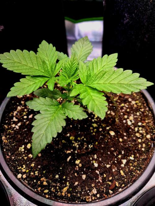 Fast buds (mini grow). Week 3