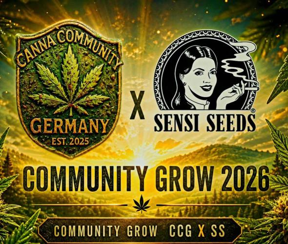 California Indica (CCG) Sensi-Seeds. Week 0