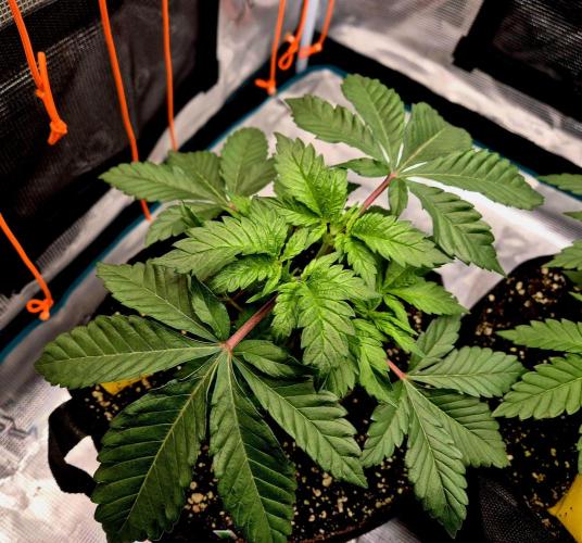 2nd chance. Week 3