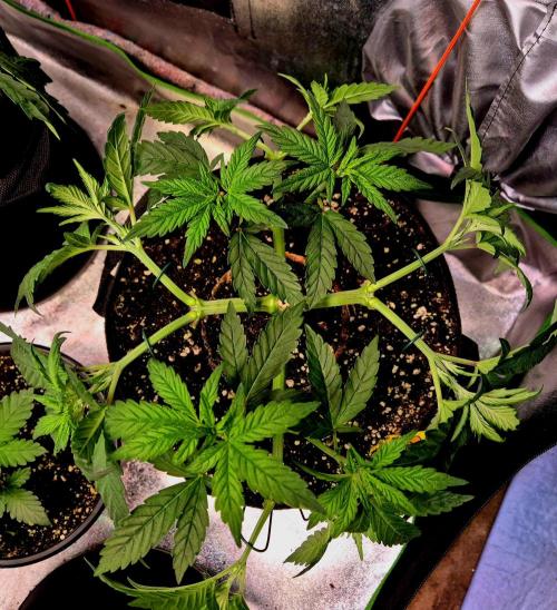 Purple overload (CCG) Sensible Seeds. Week 7
