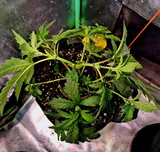 Papaya Stank (Elfi). Week 7