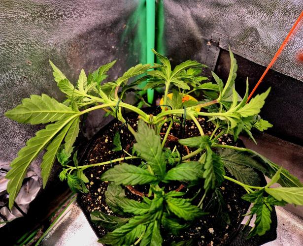 Papaya Stank (Elfi). Week 7