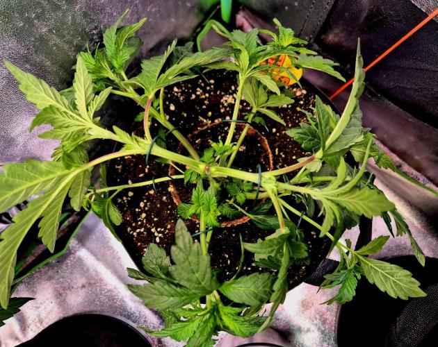 Papaya Stank. Week 7