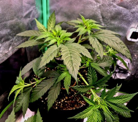 Pink Rozay Original Sensible Seeds. Week 7