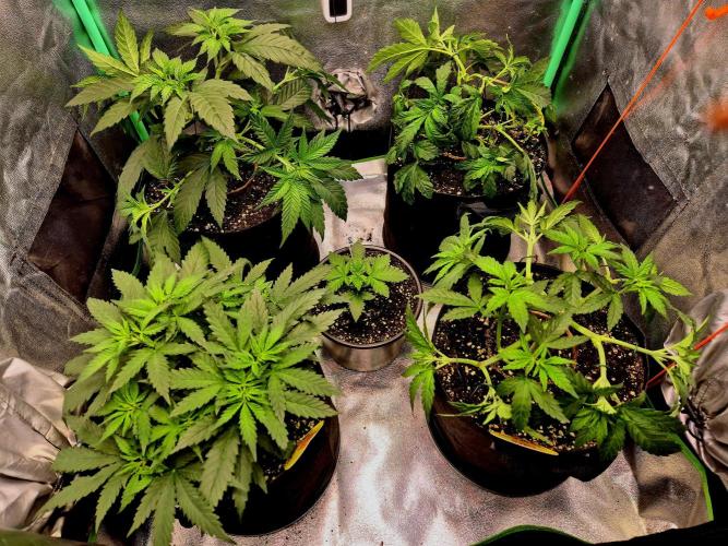Pink Rozay. Week 7