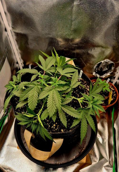 Blue Zushi Dutch Passion. Week 4