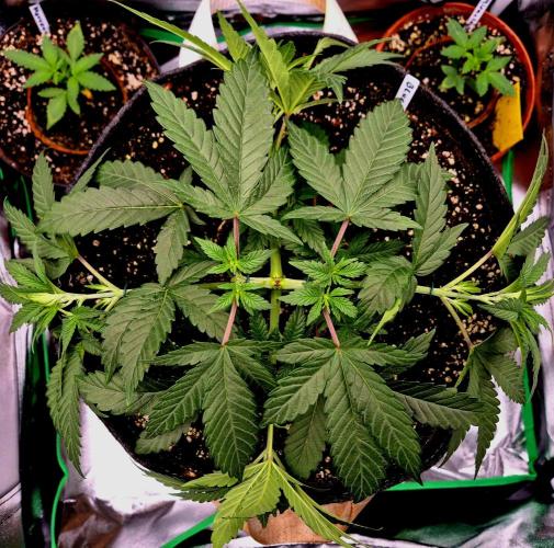 Blue Zushi Dutch Passion. Week 4