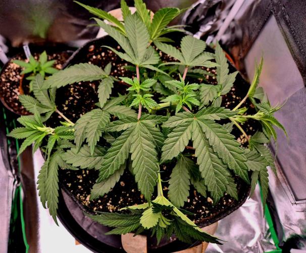 Blue Zushi Dutch Passion. Week 4