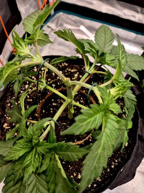 2nd chance. Week 3