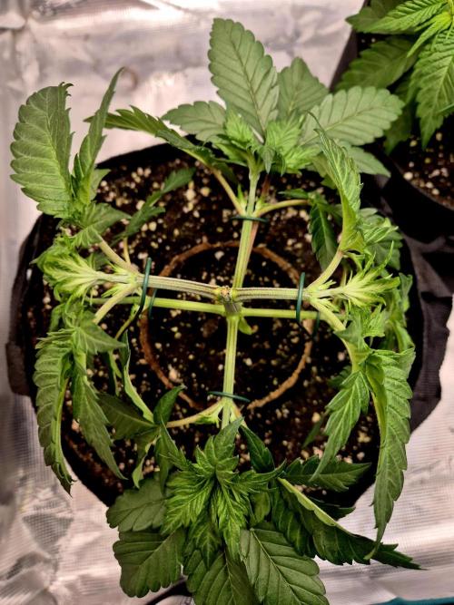 2nd chance. Week 3