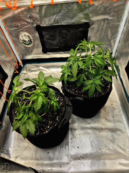 Frozen Biscotti. Week 3