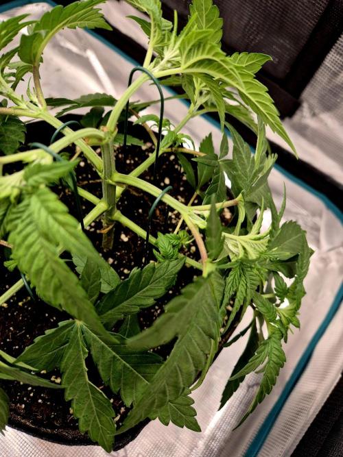Mental Rainbow (CCG) Sweet Seeds. Week 4