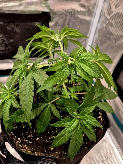 Mental Rainbow (CCG) Sweet Seeds. Week 4