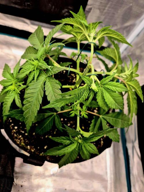 Mental Rainbow (CCG) Sweet Seeds. Week 4