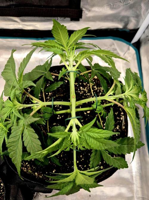 Mental Rainbow (CCG) Sweet Seeds. Week 4