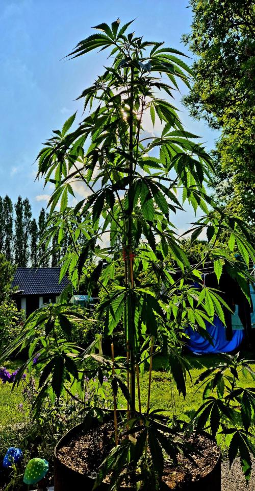 Garbage Lady (Big Mama). Week 12