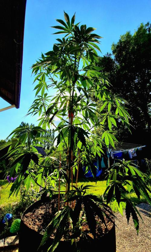 Garbage Lady (Big Mama). Week 12