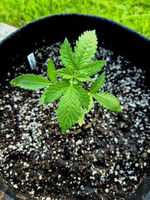 Tropicana Cookies Auto. Week 2
